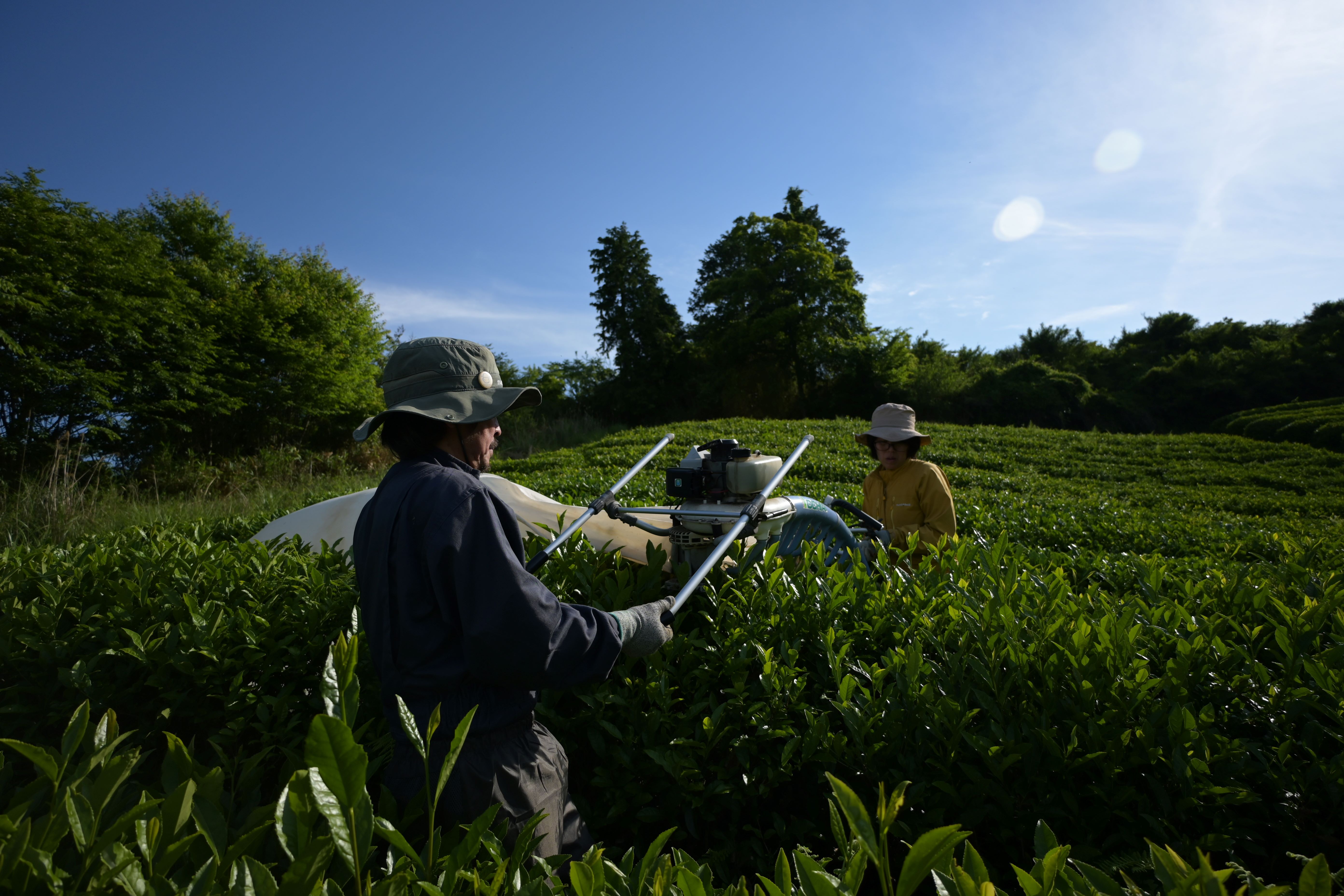 Teto tetoのお茶が生まれる里山から — 自然に囲まれた私たちの拠点をご紹介します