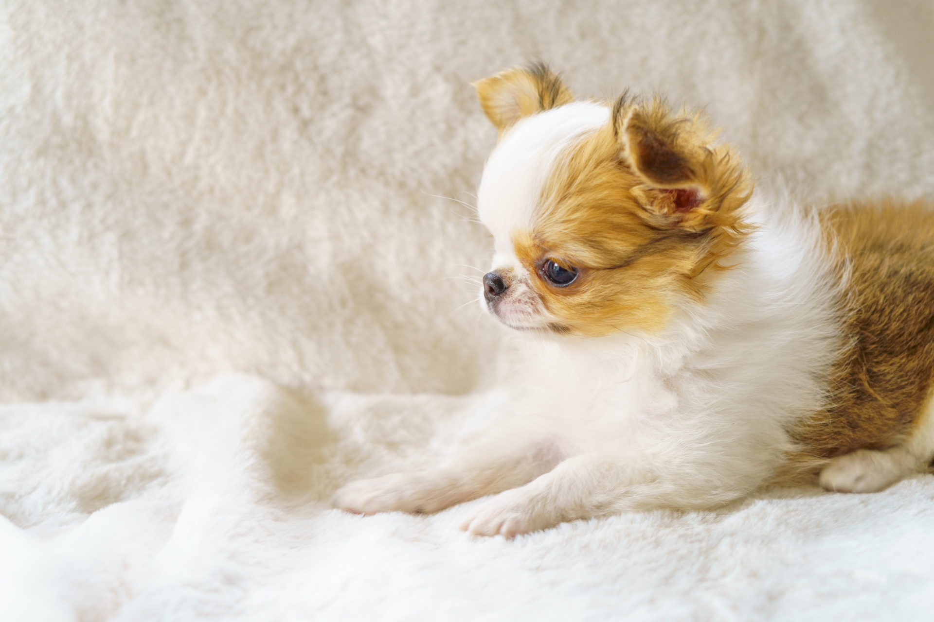 ペットの似顔絵注文で迷っている方へ。愛犬・愛猫・への想いを伝えるためのヒント