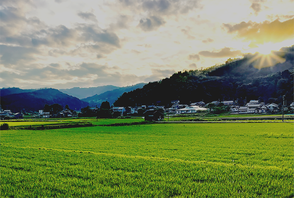 2022年 富山県氷見市久目地区にて米作り(作付面積0.1ha)年 テスト