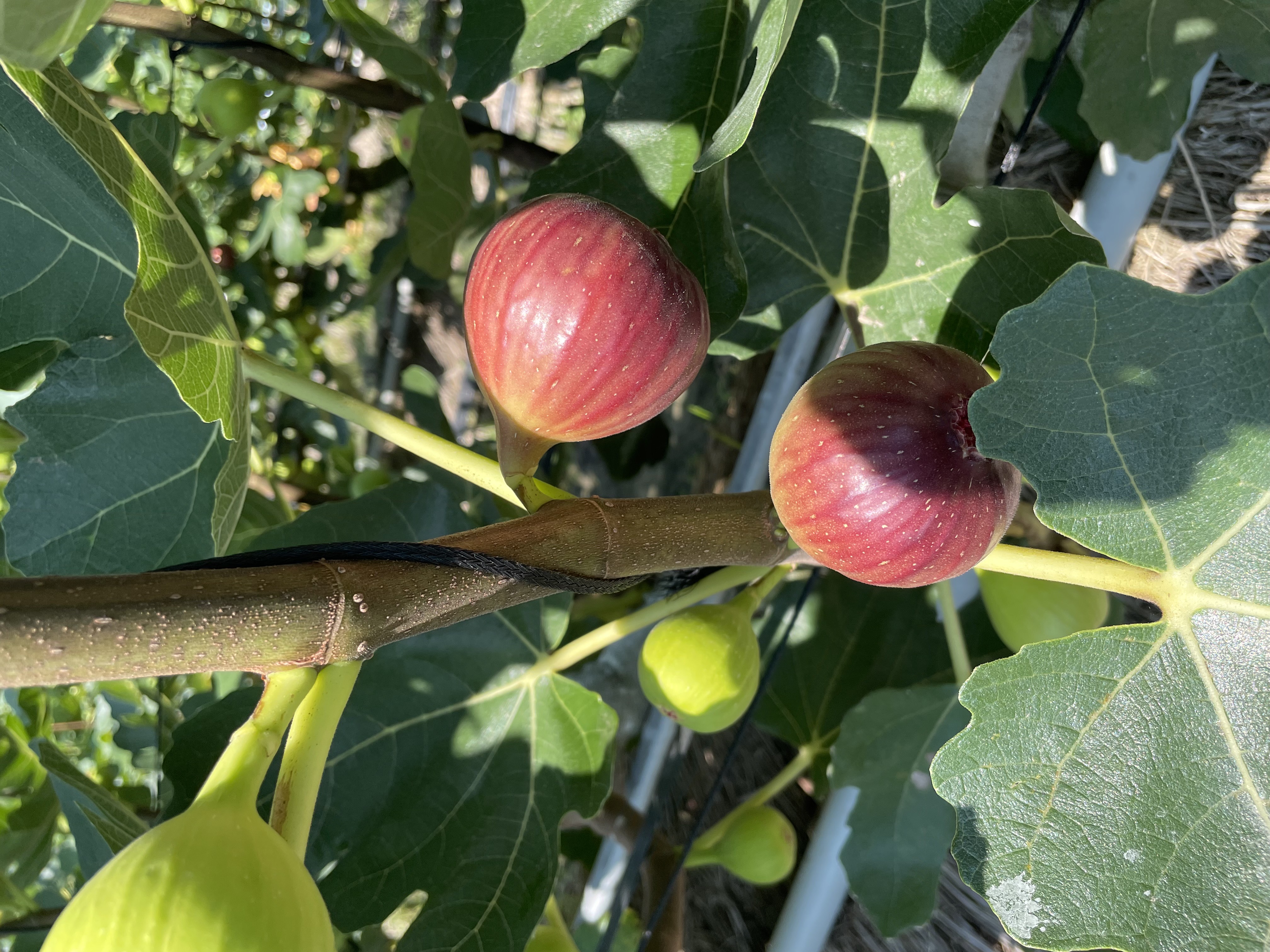 いちじくに含まれる栄養素と嬉しい効果