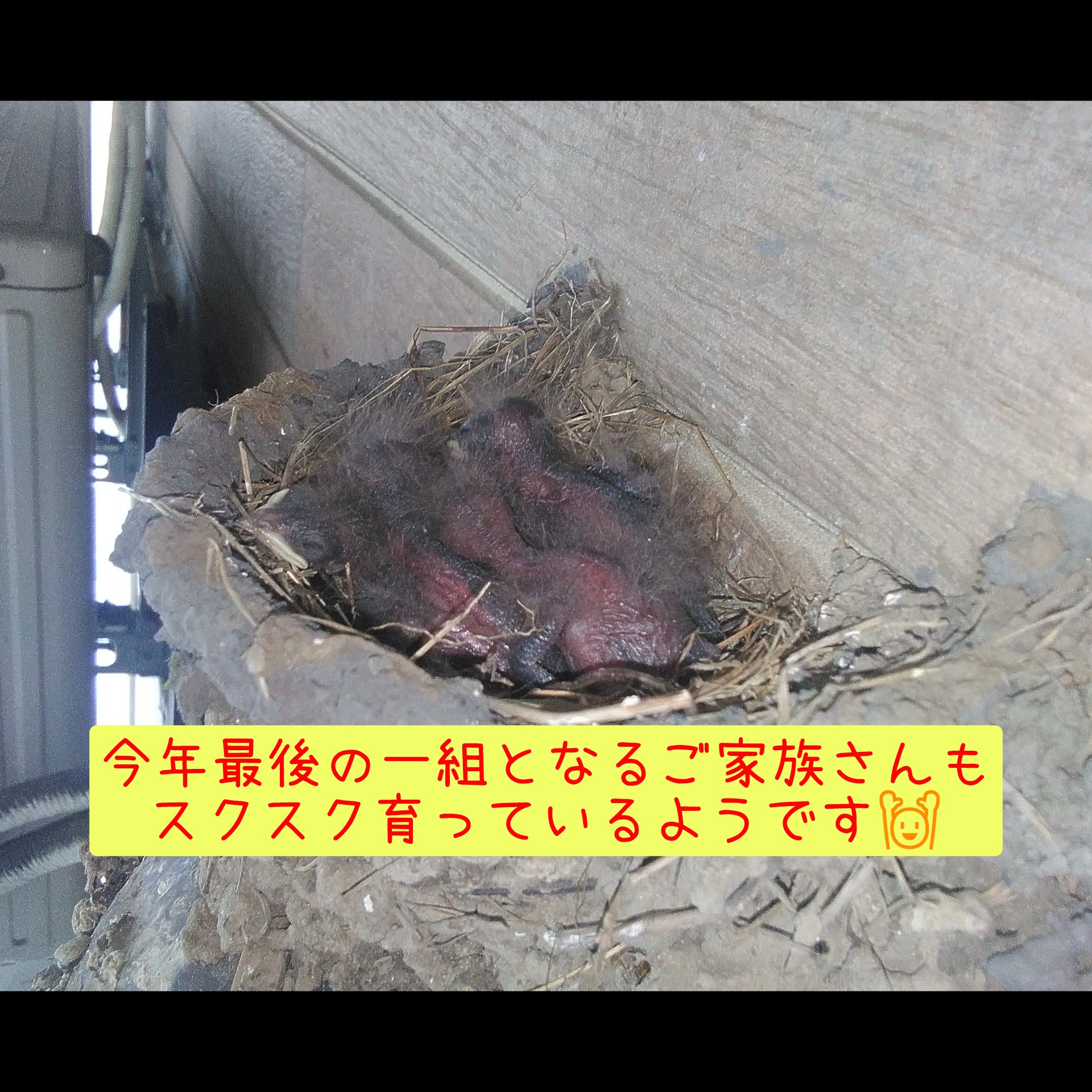 今年最後の同居家族さん🐦️
