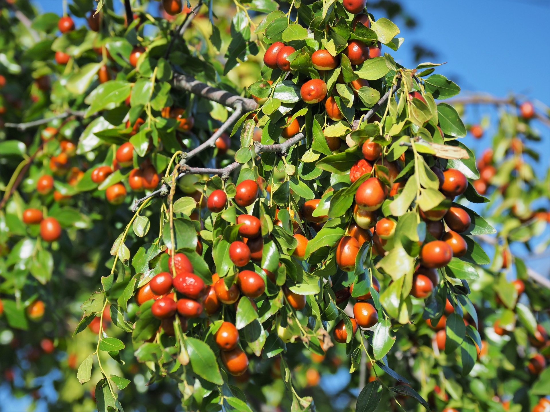 薬膳おやつのご紹介:棗(ナツメ)