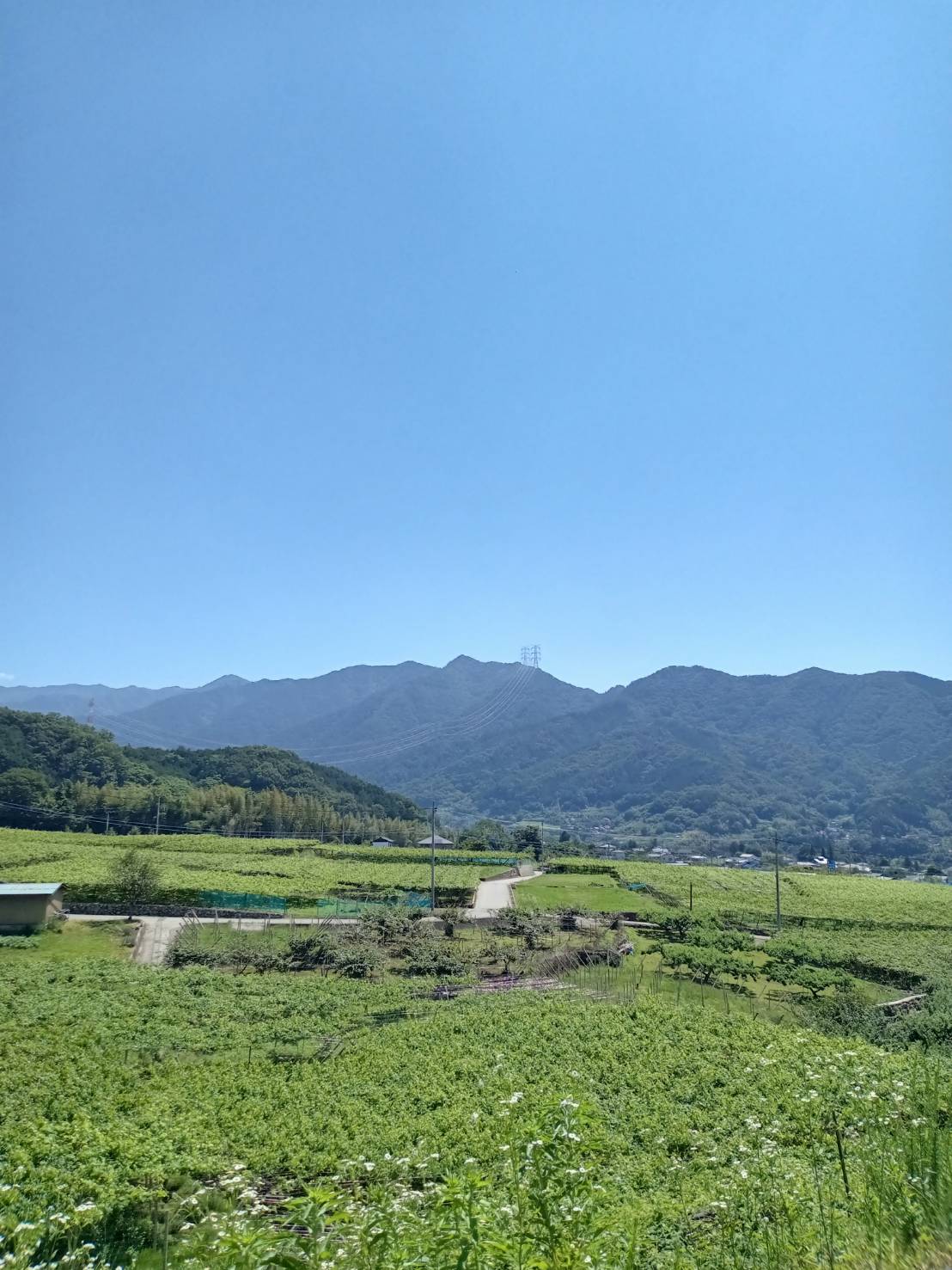 7.この土地で育つぶどう