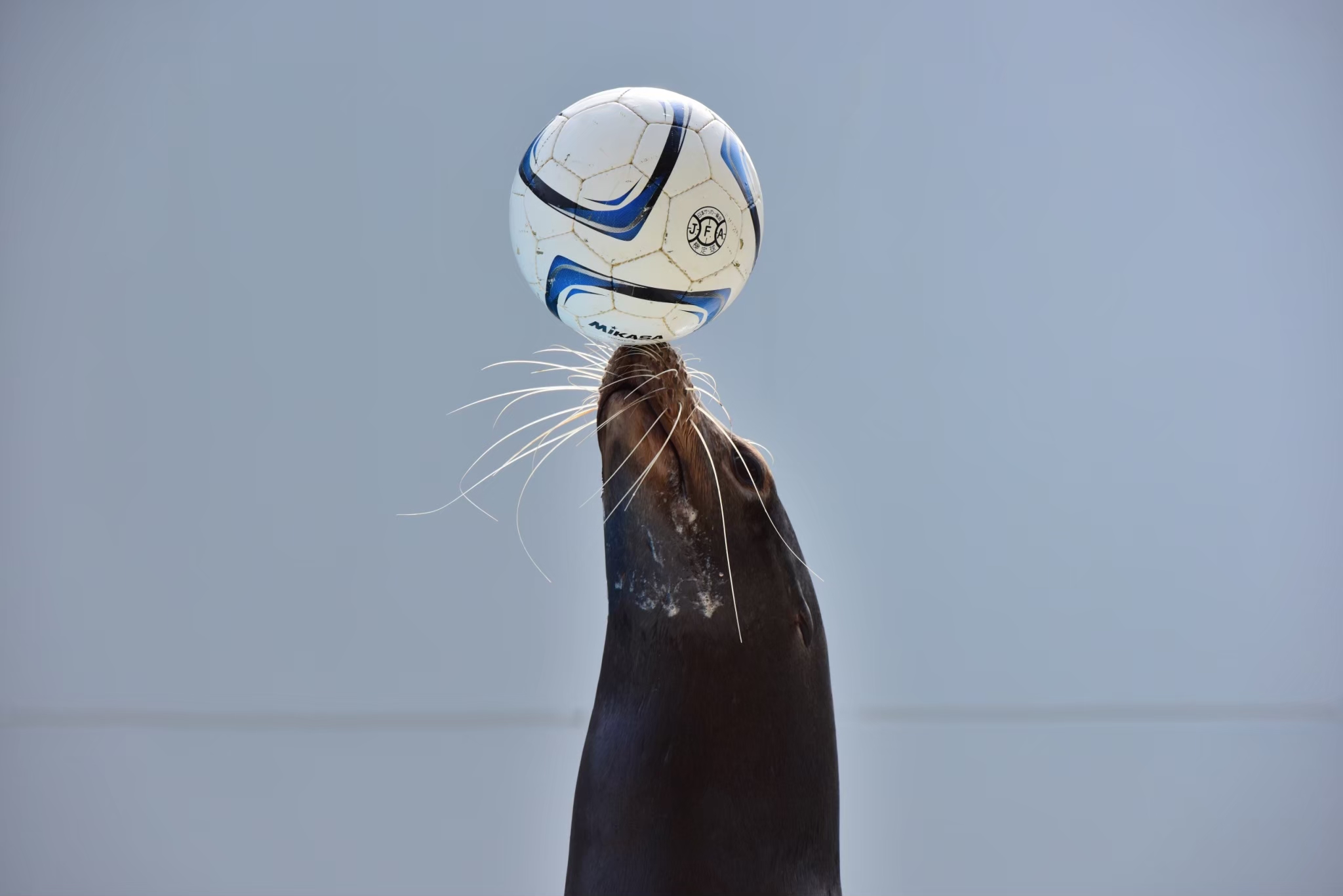 『たまたま1枚、うまく撮れてた。』