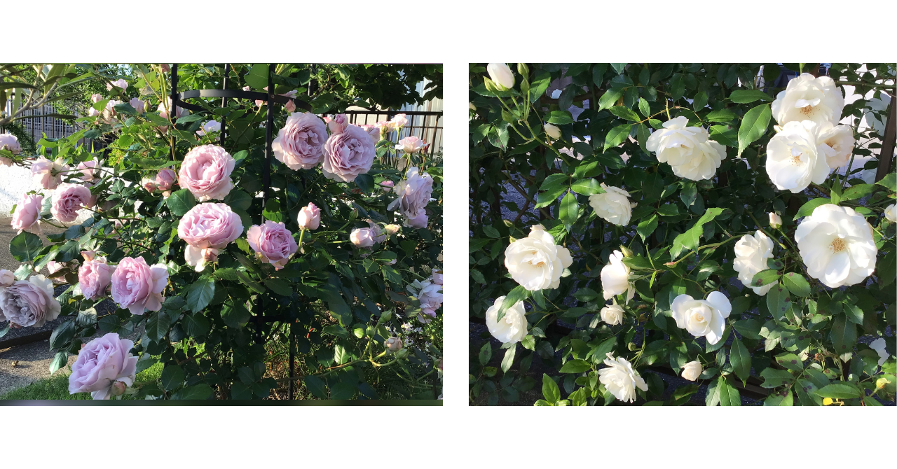 noteの記事：開花のリレーが奏でる、薔薇庭の音楽会♪