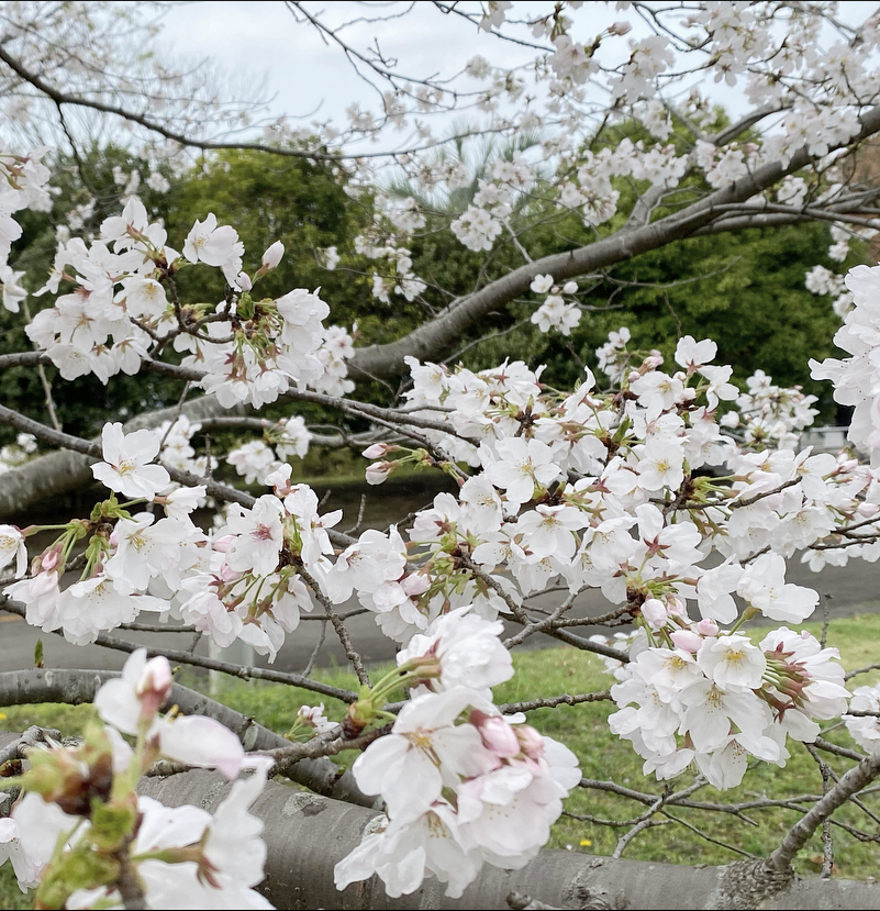 4月のご案内