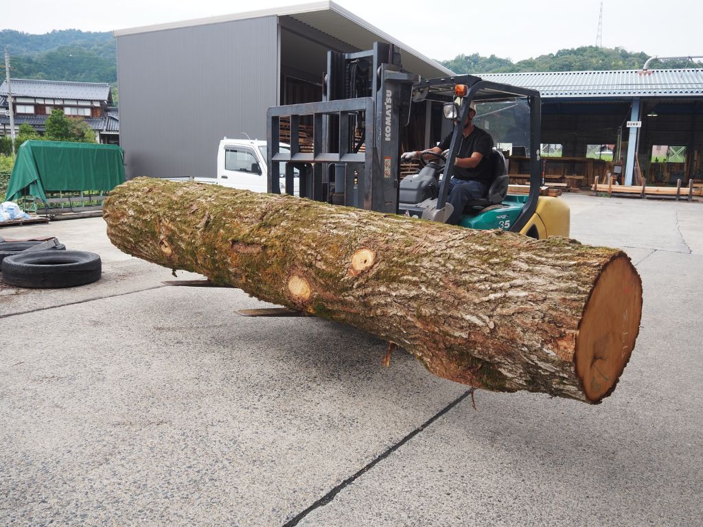 ぎんなんの木 入荷