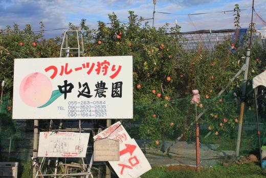 24年度りんご農家さま成功事例_微生物の力を借りて良質な土壌づくり！ 注目農法ブランド