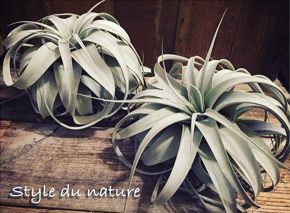 湘南茅ヶ崎より多肉植物、エアープランツなどの湘南プランツ