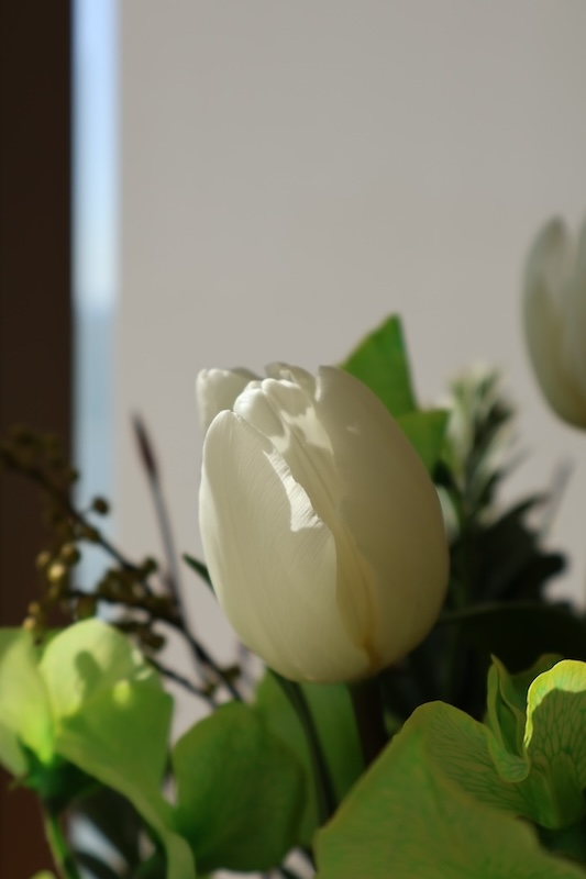 緑の花がある暮らし。-2月お届けの花材紹介-