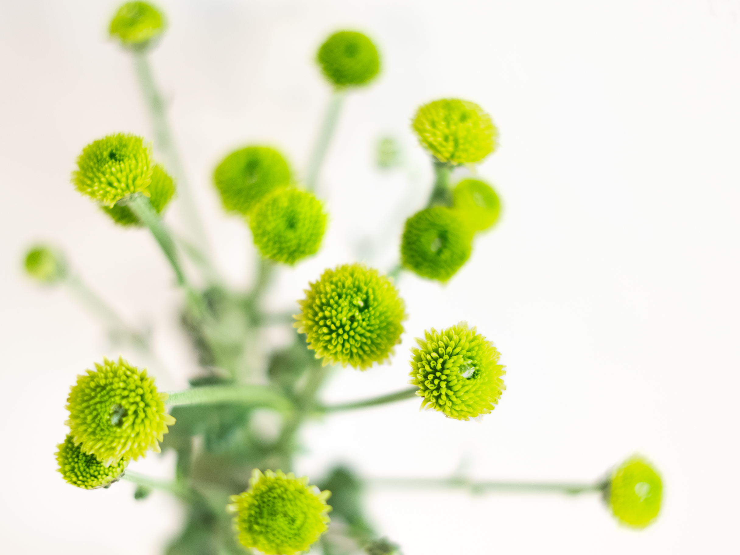 緑の花がある暮らし。-9月お届けの花材紹介-