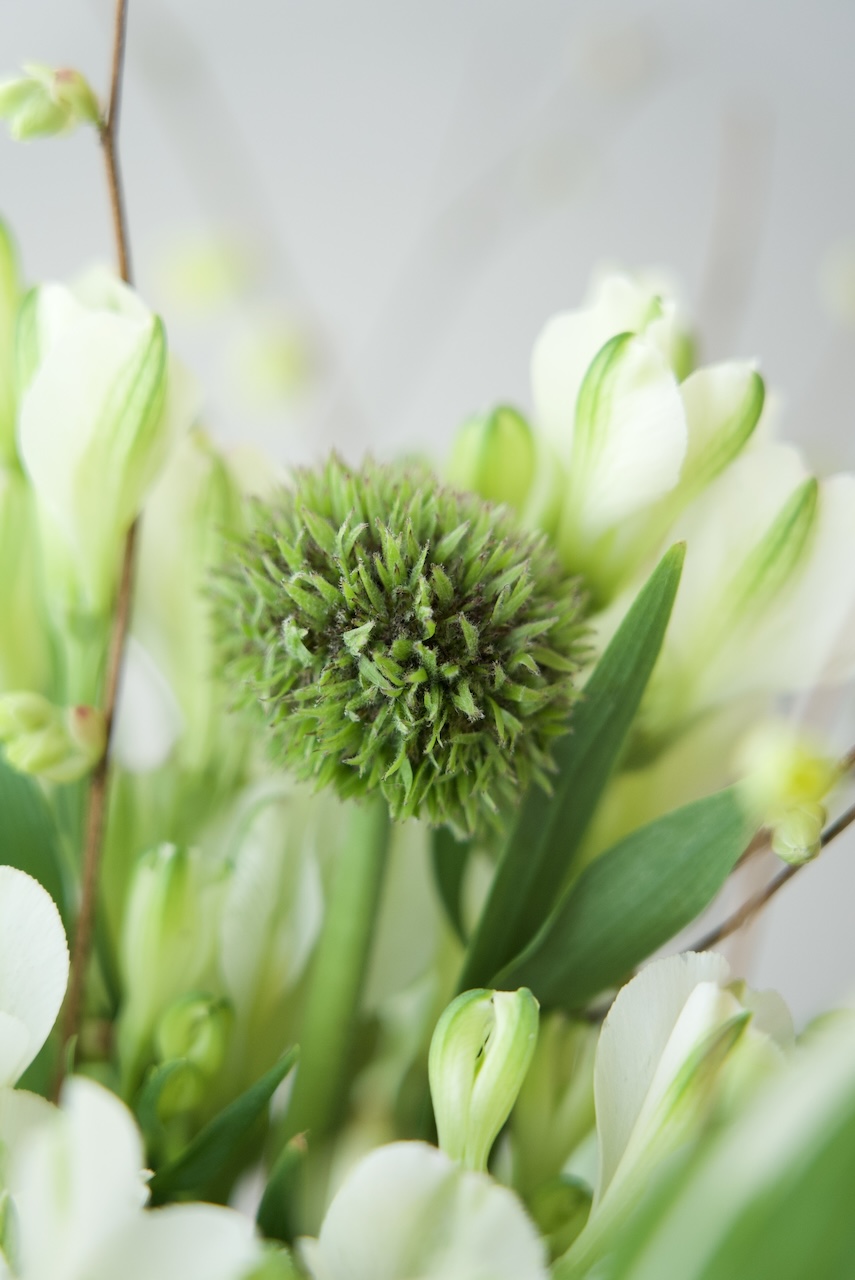 緑の花がある暮らし。-4月お届けの花材紹介-