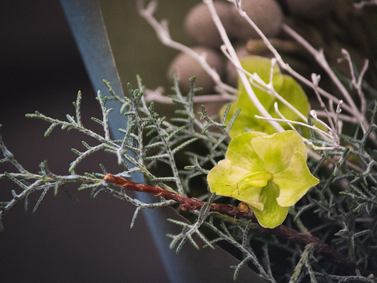 緑の花がある暮らし。-12月お届けの花材紹介-