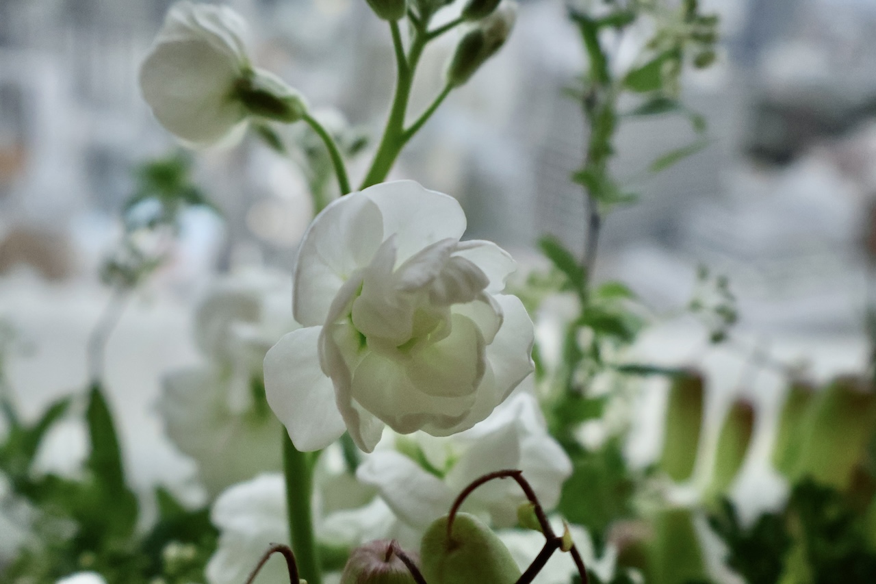 緑の花がある暮らし。-3月お届けの花材紹介-