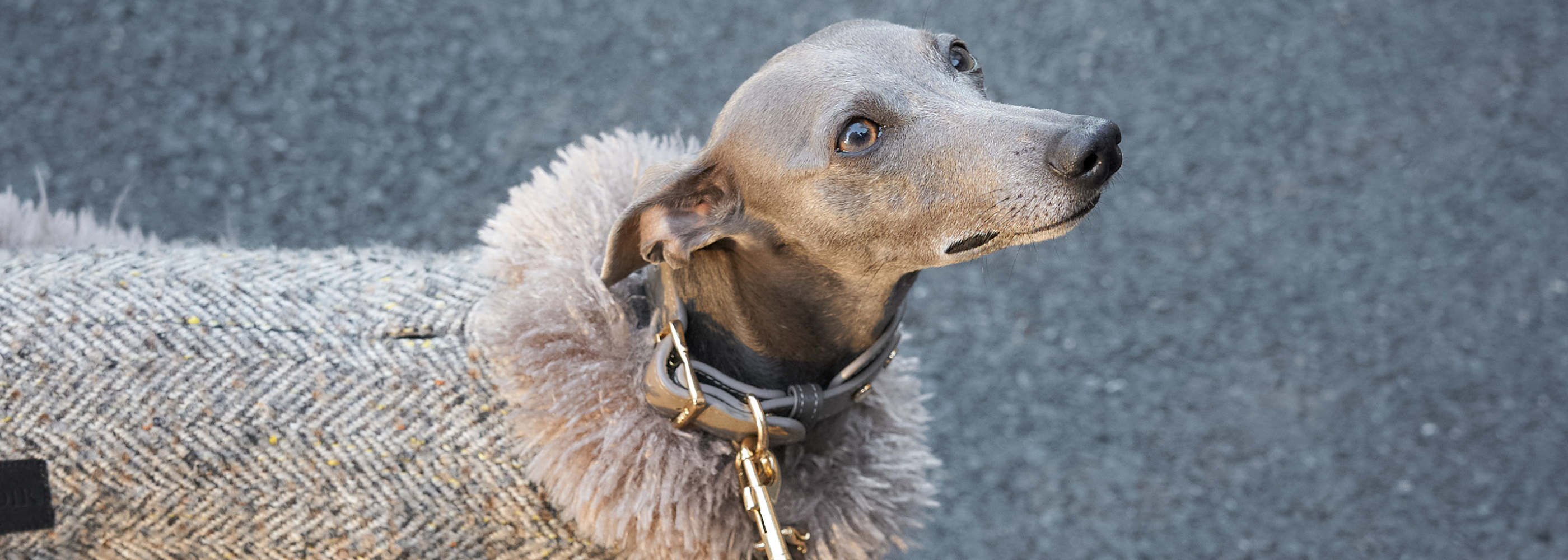 BONDIR(ボンディール)Japan|愛犬と過ごすラグジュアリーな毎日を彩るブランド