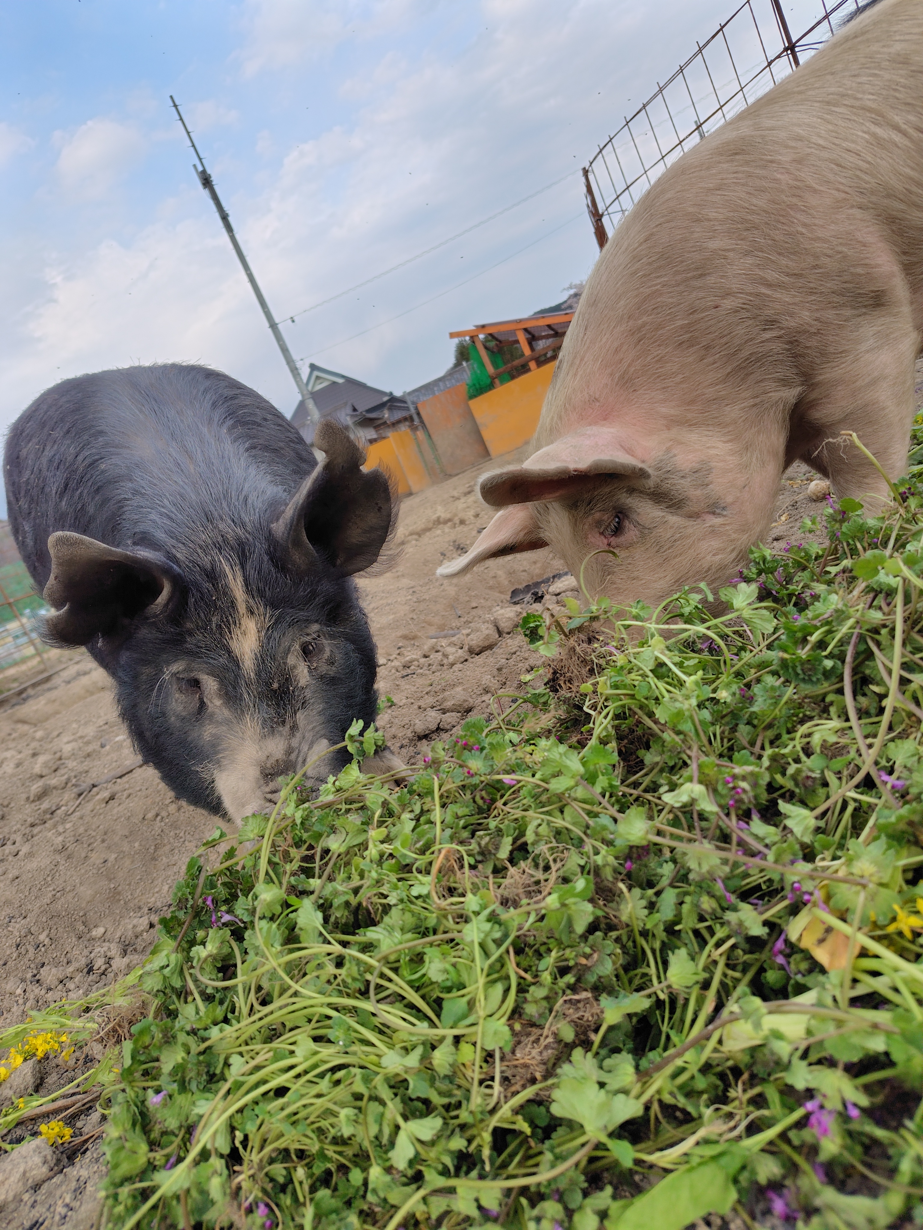 当牧場のこだわり①