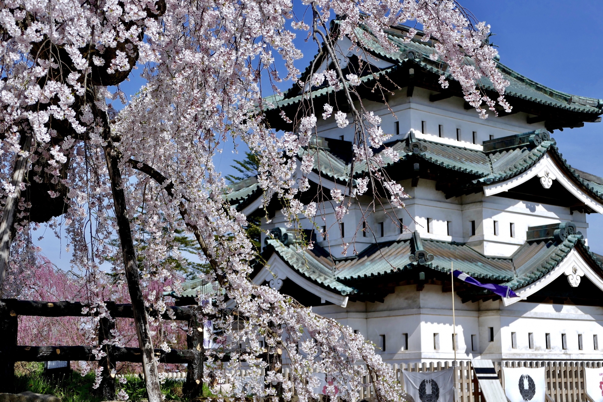 🌸東北の桜を楽しむならこれ！花見にぴったりの冷凍からあげセット🐔