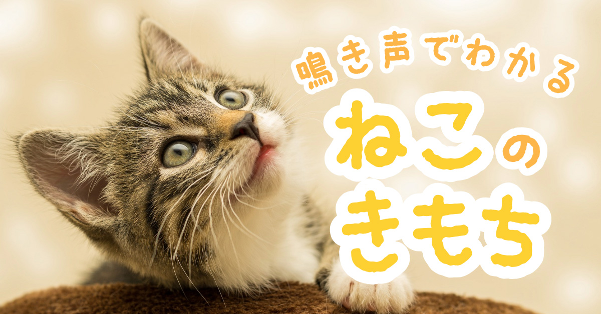 鳴き声でわかる「ねこのきもち」