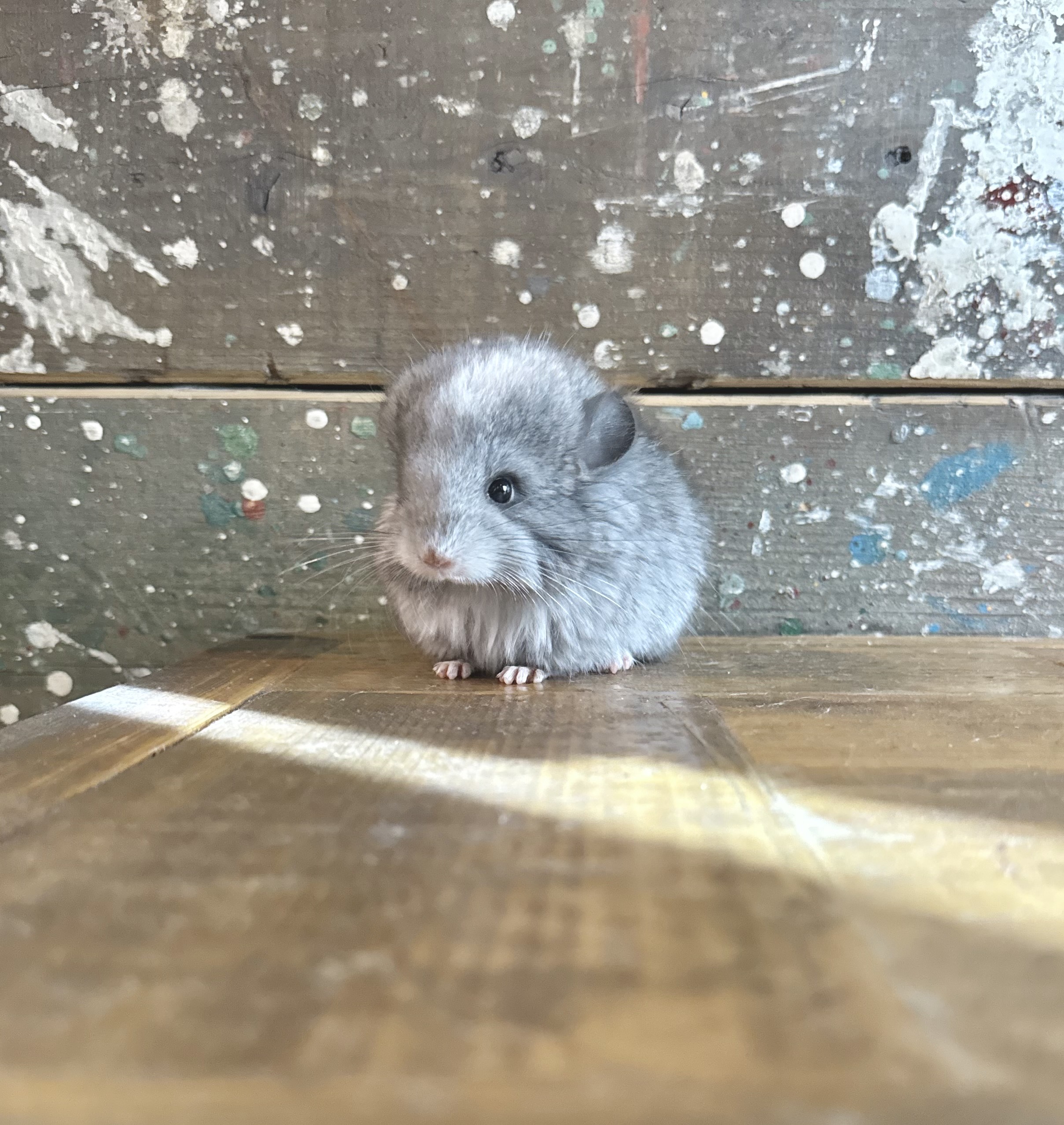 【お知らせ】オンラインショップ開設しました