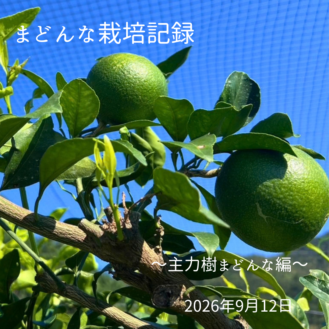 🍊 まどんなが、大きくなりました。