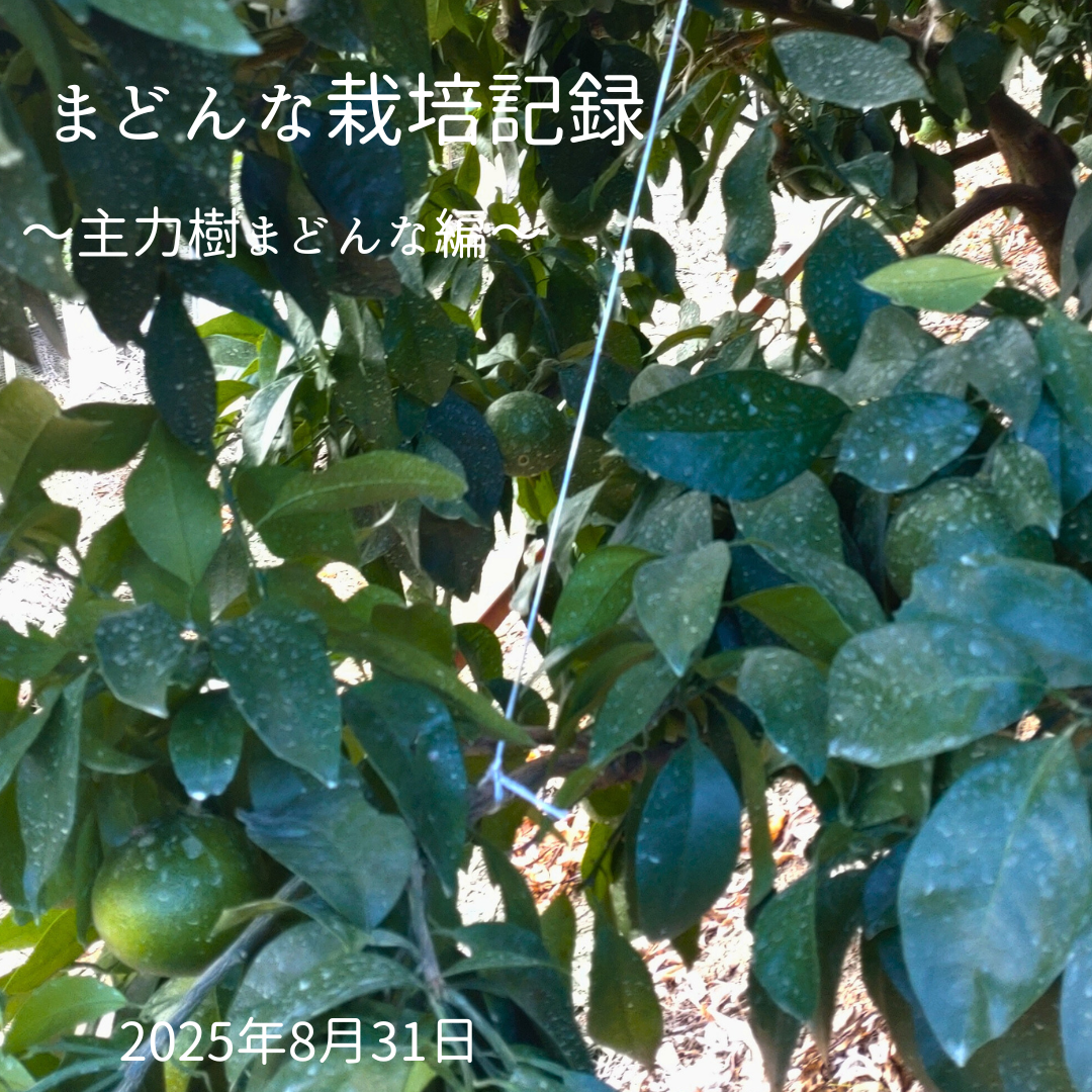 📸 まどんな栽培記録 ～主力樹まどんな編～誘引