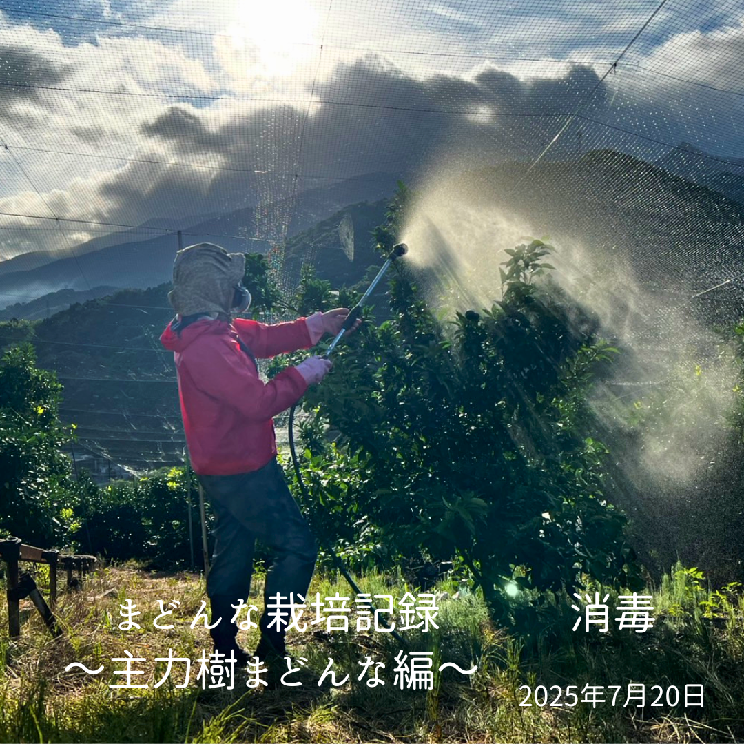 📸 まどんな栽培記録 ～主力樹まどんな編～ 消毒
