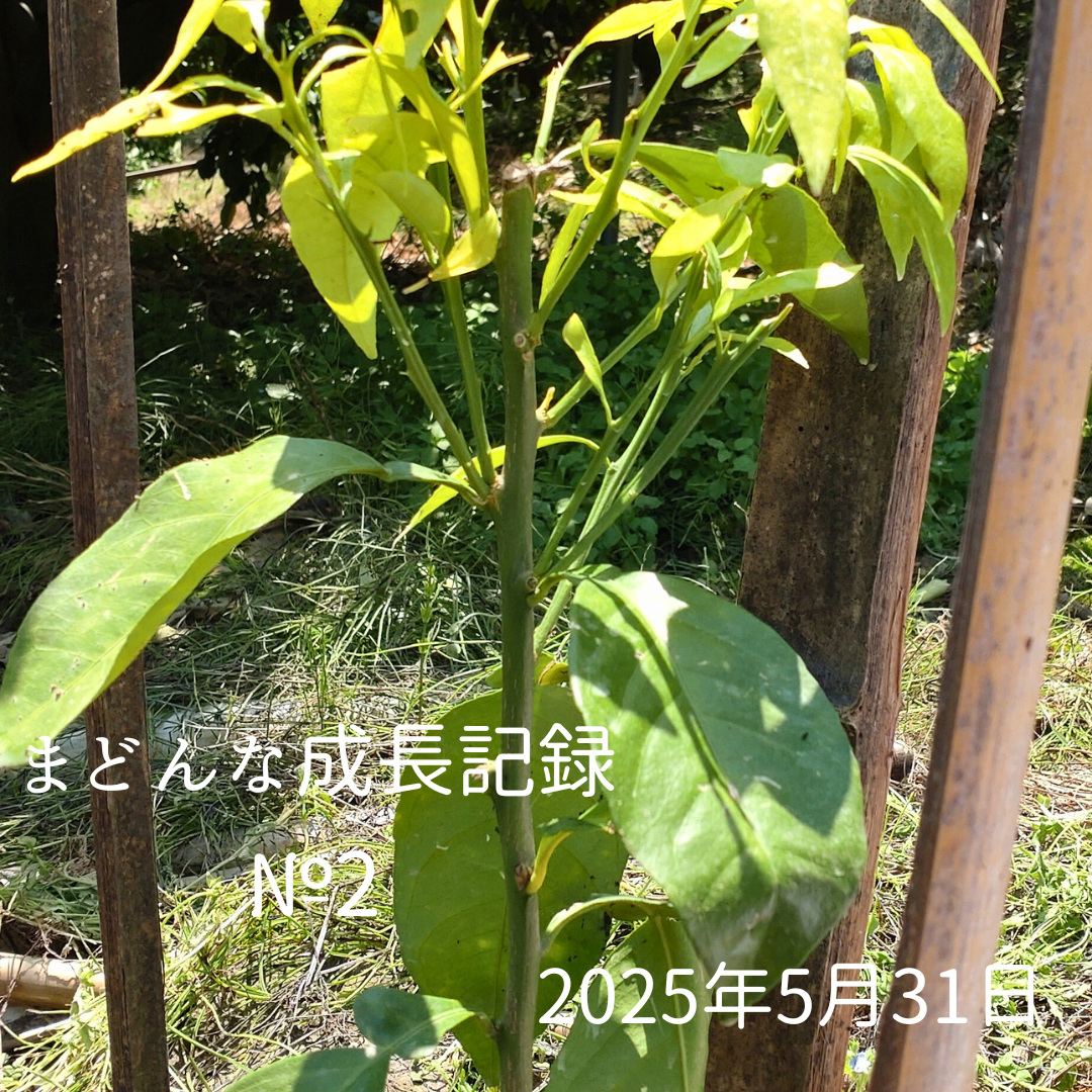 📸 紅まどんな成長記② ～ただいま、すくすく成長中です～