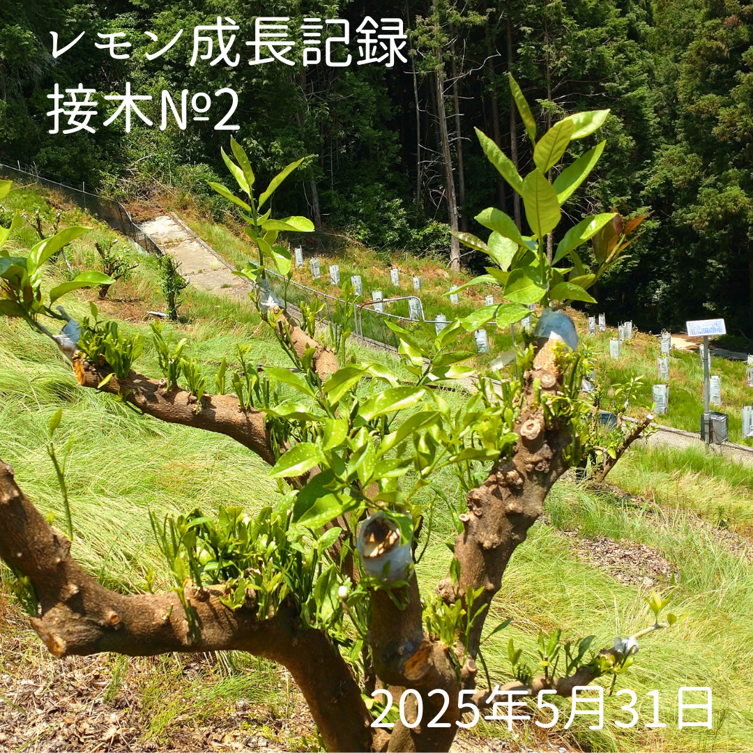 📸 レモン接木記録 №2 ～目指せ、レモンのサラブレッド～
