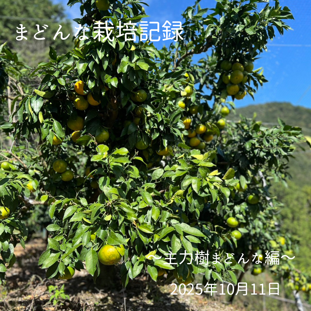 🍊 まどんな栽培記録 ～主力樹まどんな編～