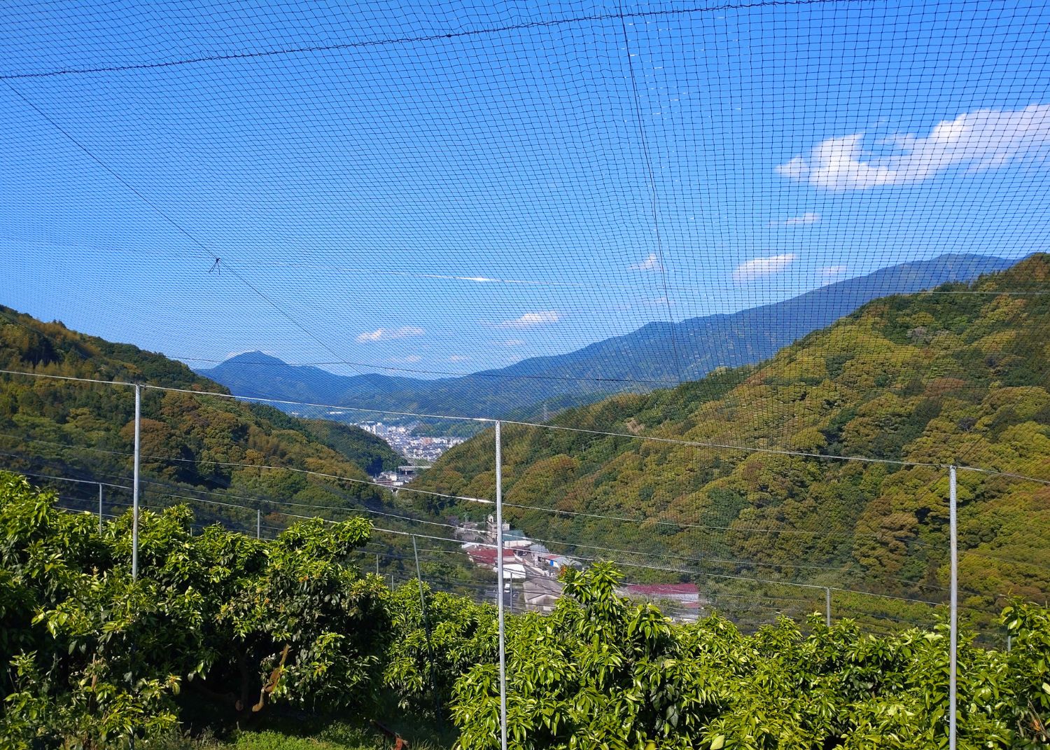 鳥獣の侵入を防ぐフェンスを設け栽培しています