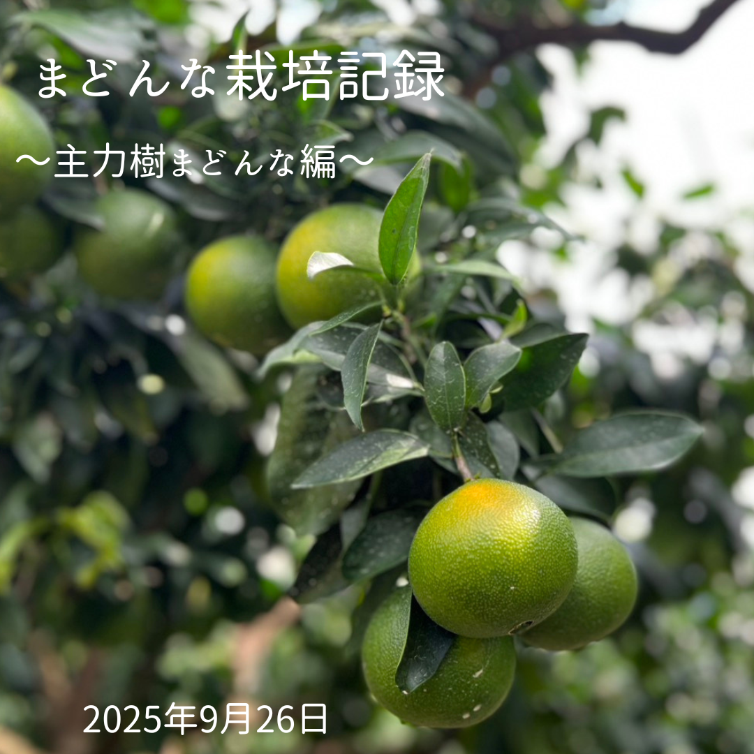 📸 まどんな栽培記録 ～主力樹まどんな編～