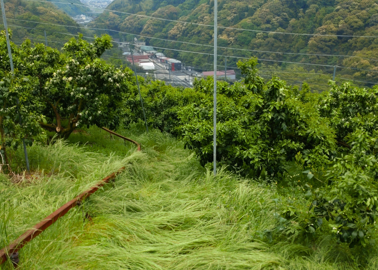 除草剤：除草剤を抑えた、自然栽培