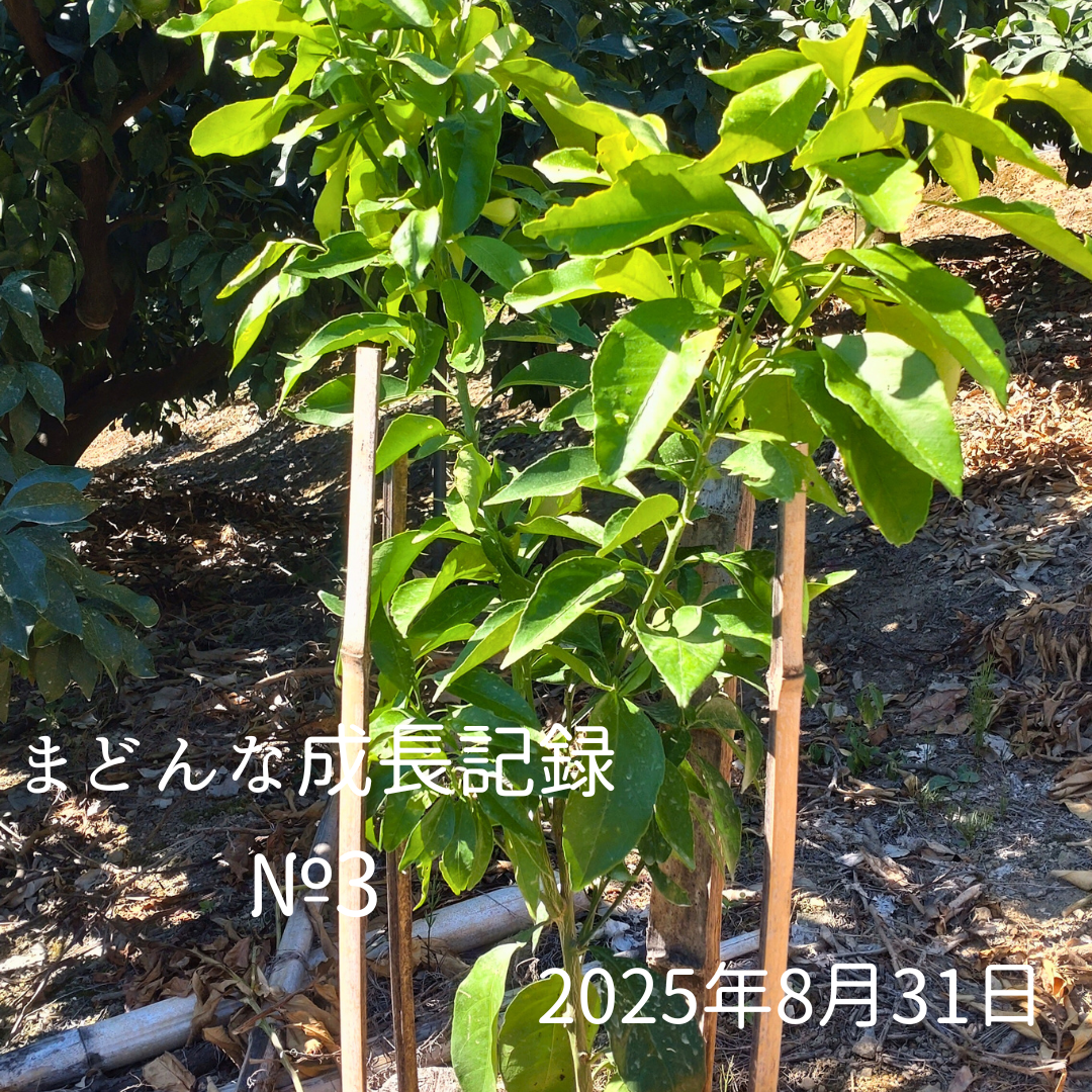 📸 紅まどんな成長記③ ～ただいま、すくすく成長中です～