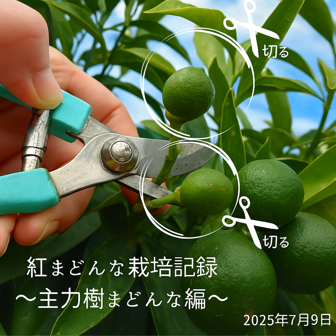📸 まどんな栽培記録～主力樹まどんな編～　摘果