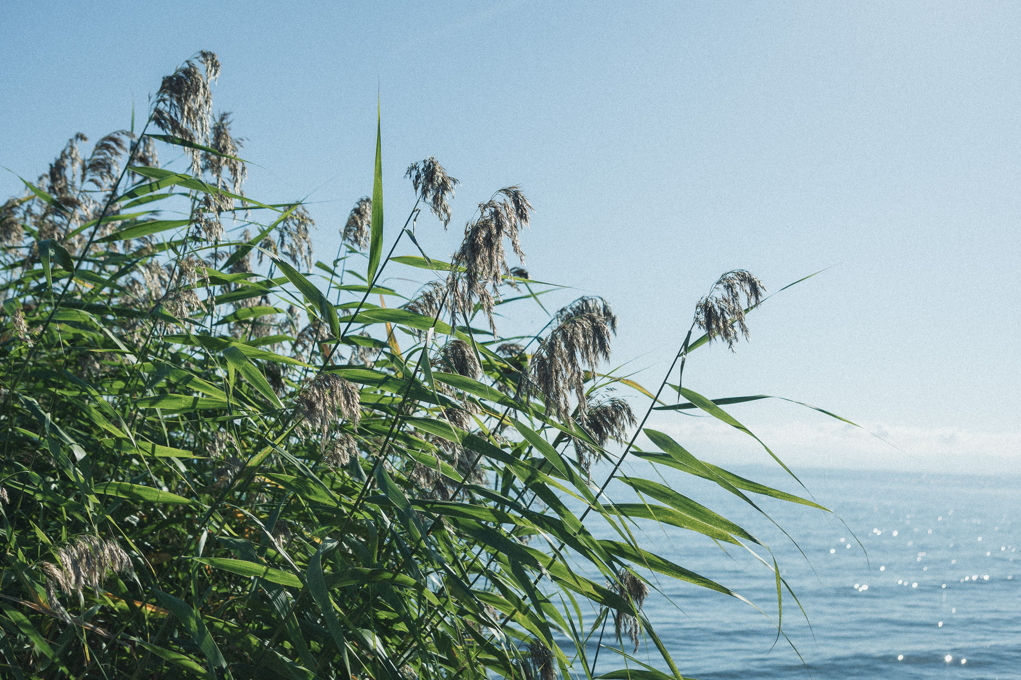 「琵琶の葦布」とは