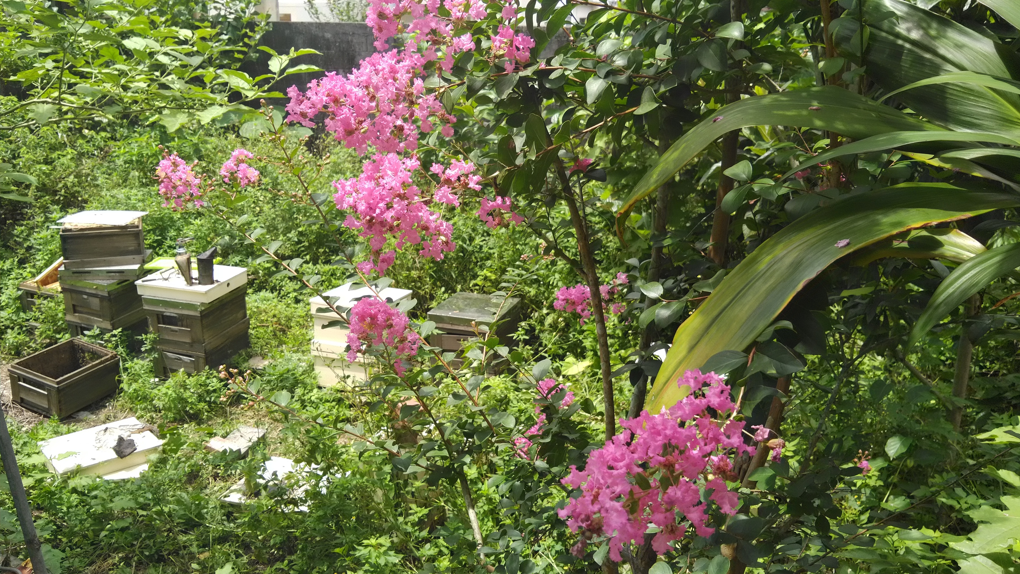 コメイ(Comay)はきまぐれ。