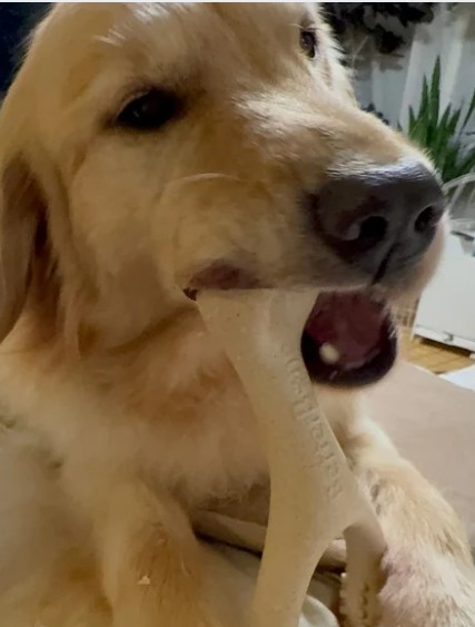 ゴールデン3姉妹も愛用！BetterBoneの魅力と選び方