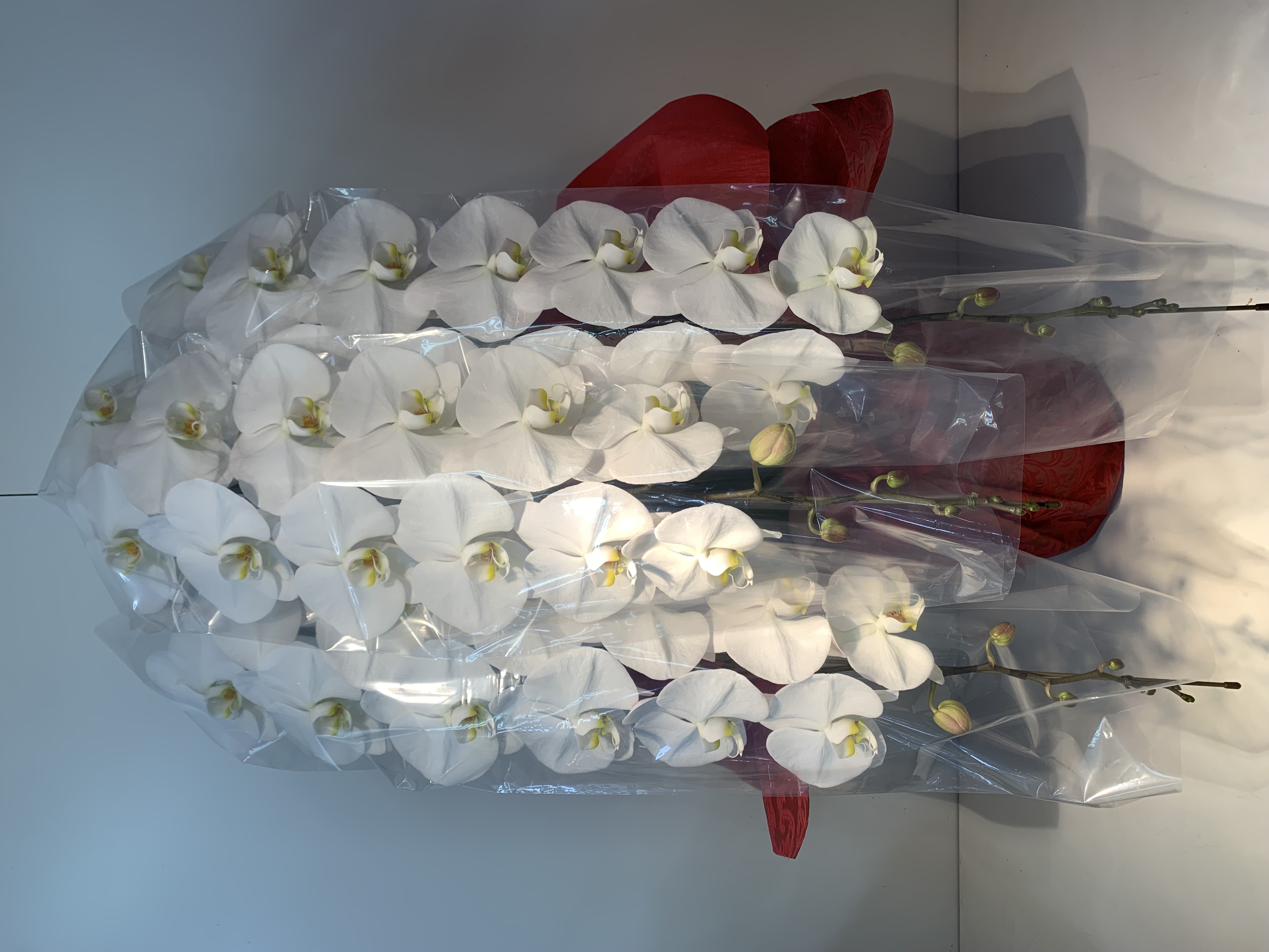 衆議院議員会館 当選祝い胡蝶蘭納品実績|永田町 東京都千代田区 むつ美花店