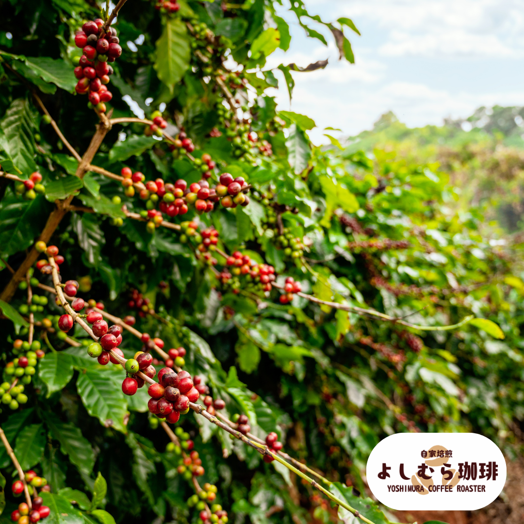 コーヒーに農薬って本当に大丈夫? ―よしむら珈琲の考えと、安心して飲める理由―