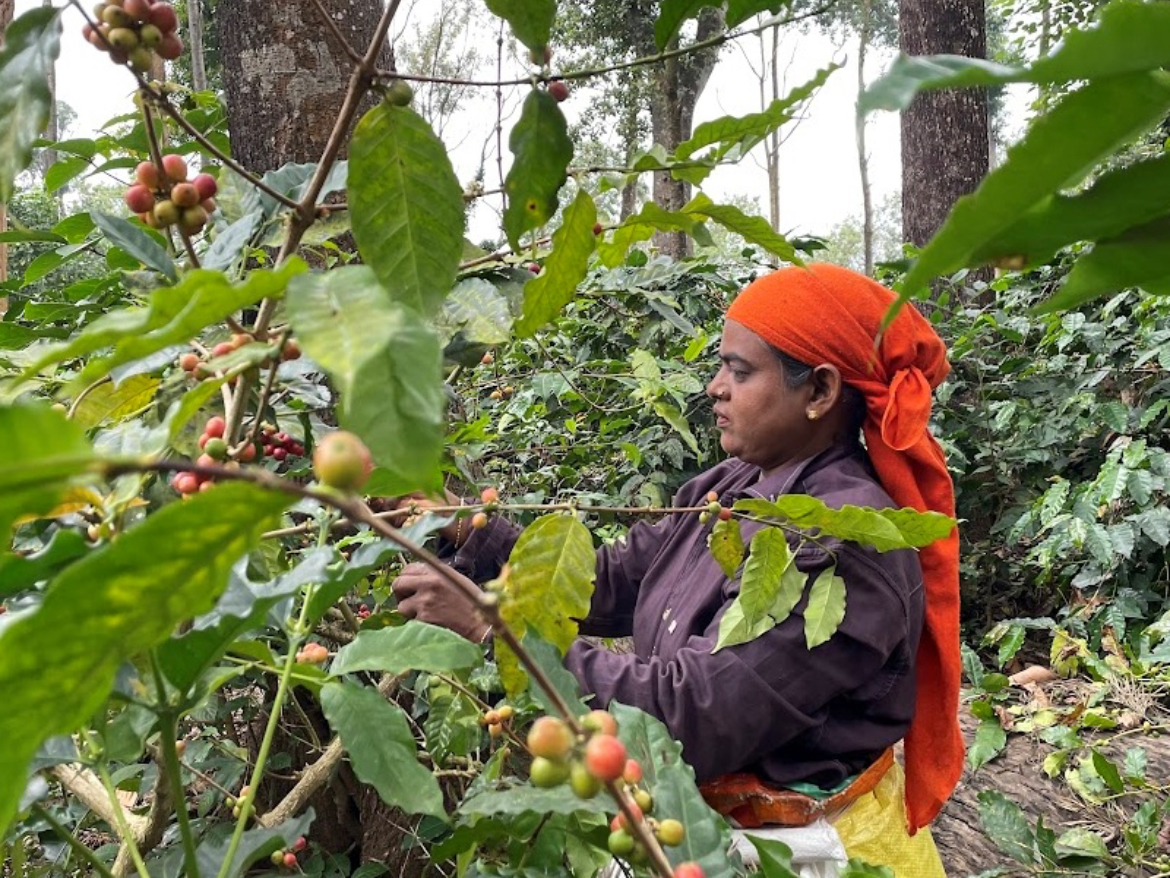 🍯 インド アナエロビックハニー ロブスタ登場!