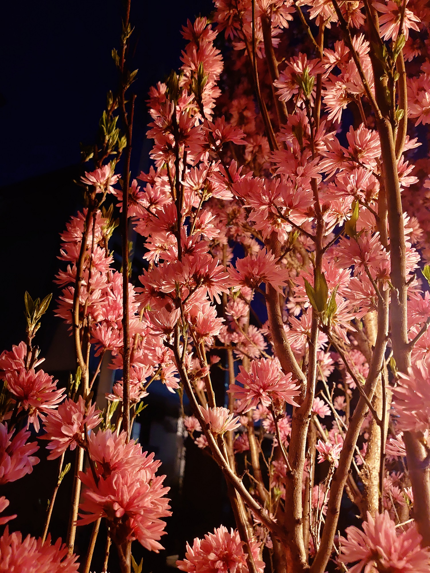 桃は咲くけれど