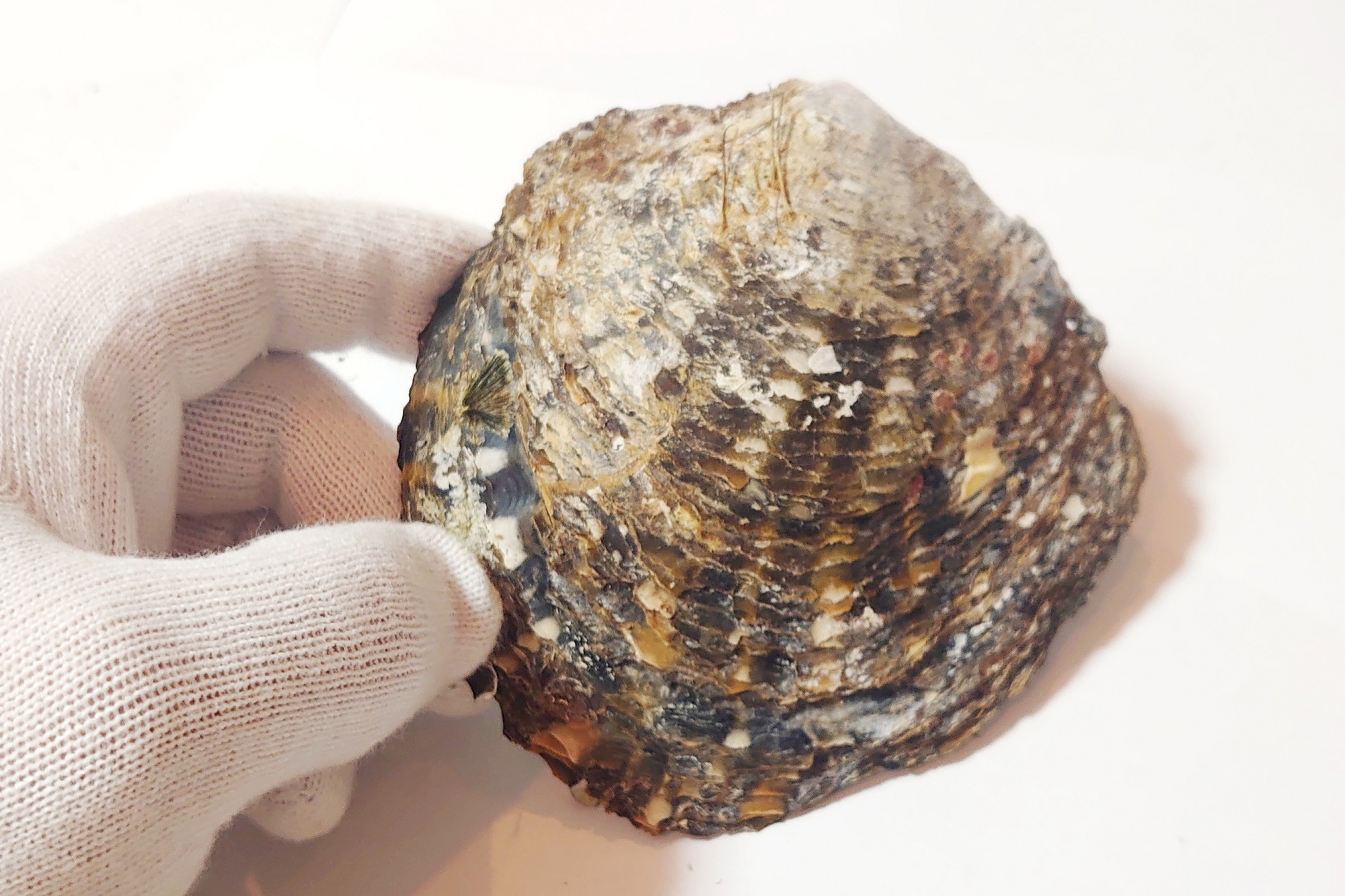 【貝は硬い 小話】