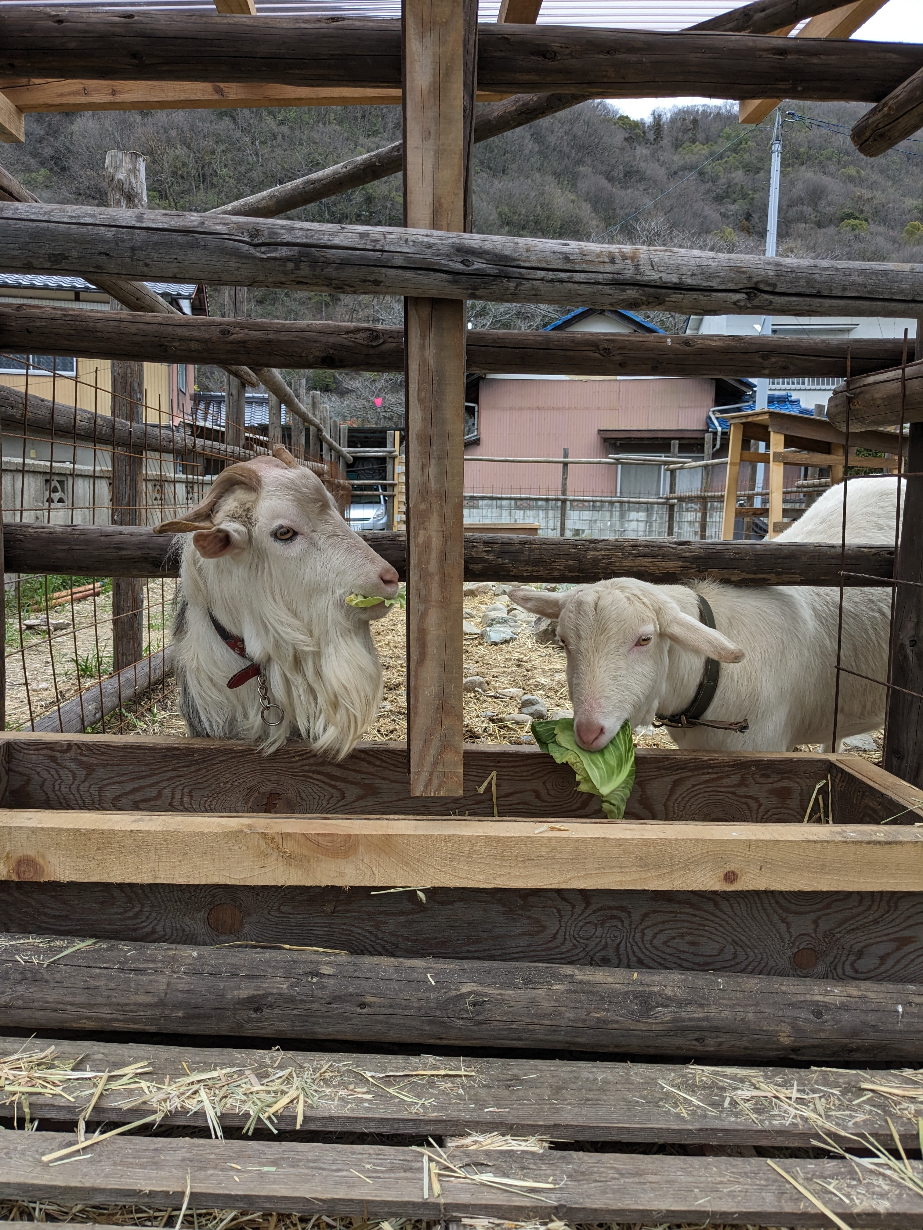 ヤギの紹介①