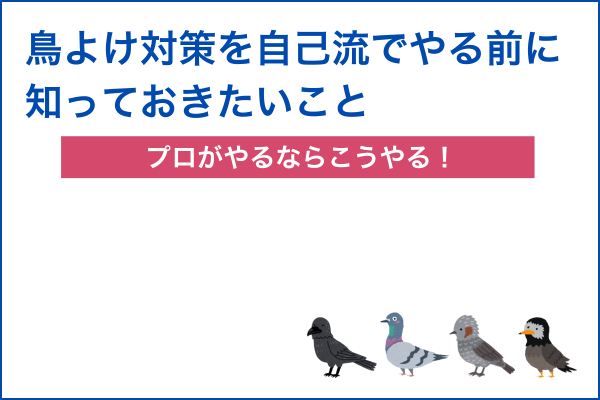 鳥よけをDIYでやる前に知っておきたいこと｜プロ視点のアドバイス