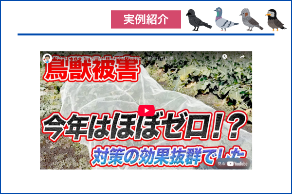 【実例紹介】鳥被害が激減した対策はコレ！