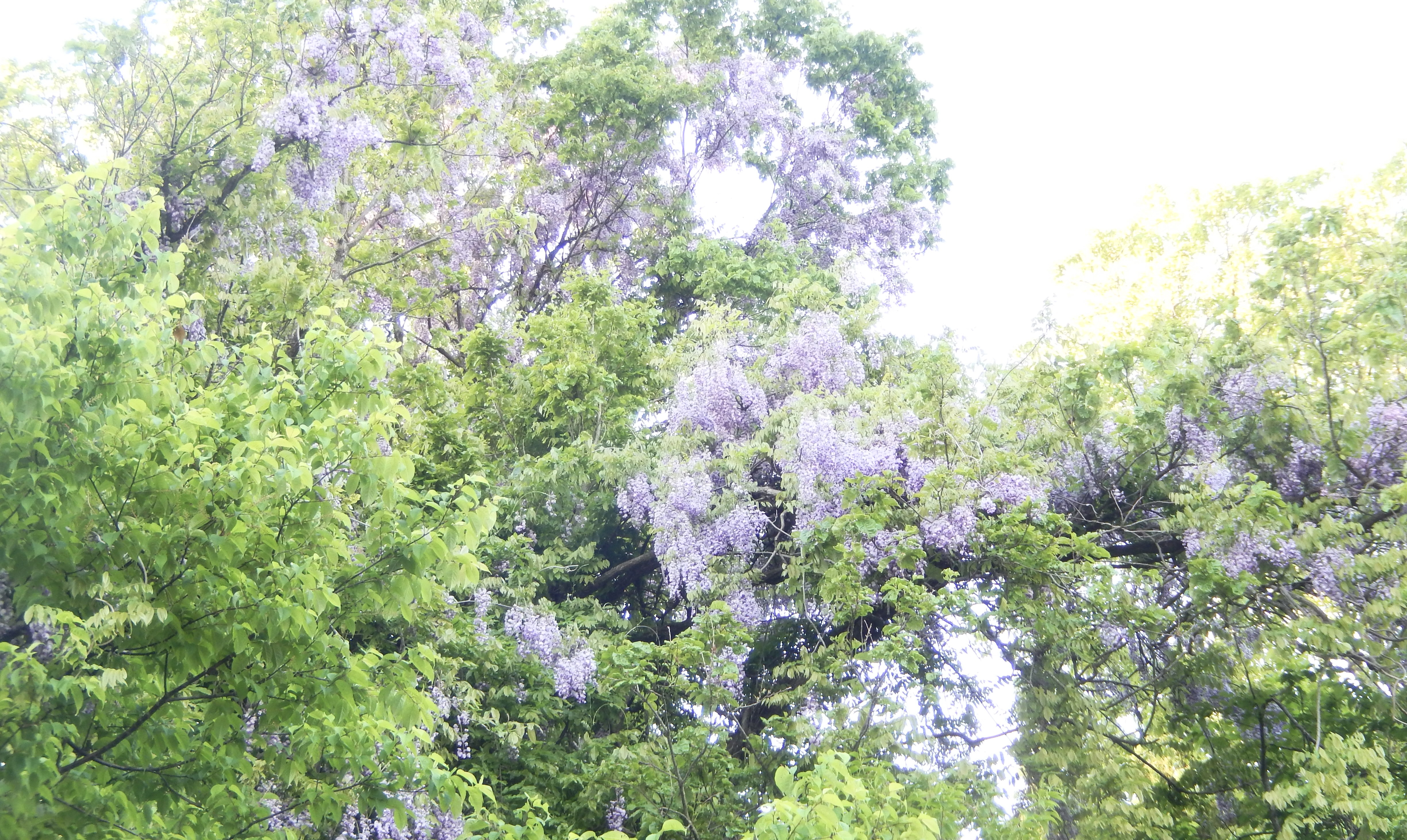 藤の花