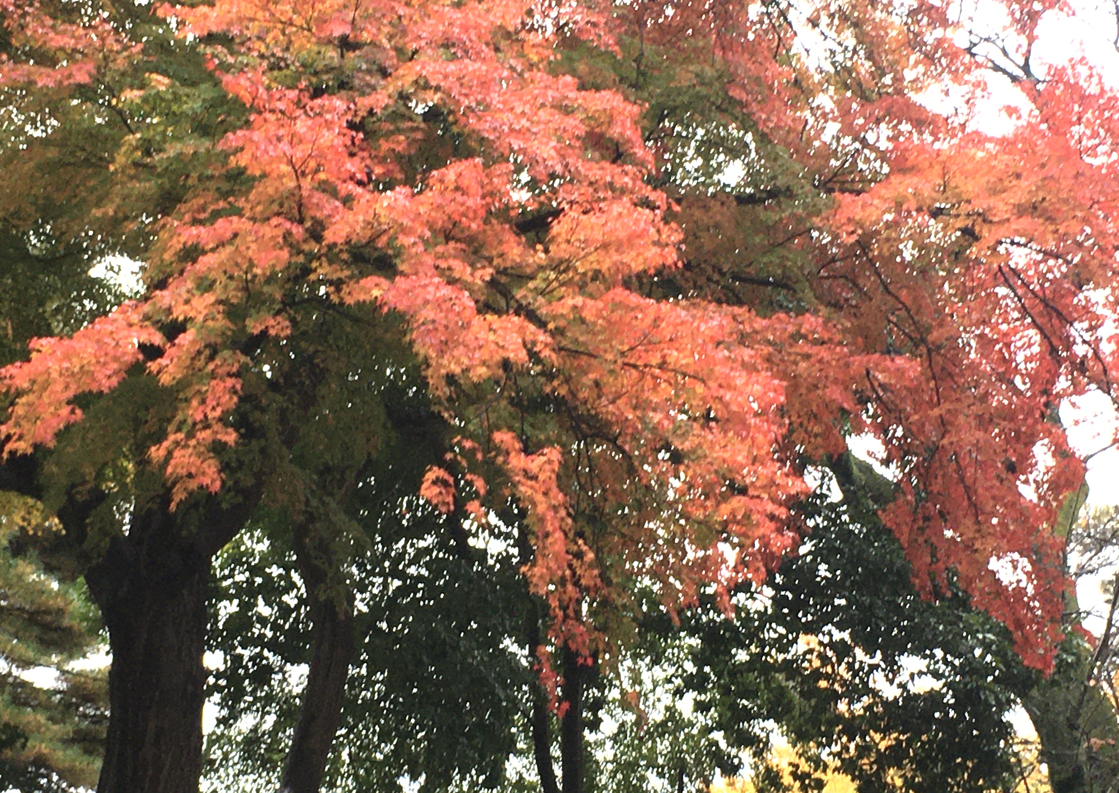 写真と小節『作曲者の意図に親しく近づくことができる』