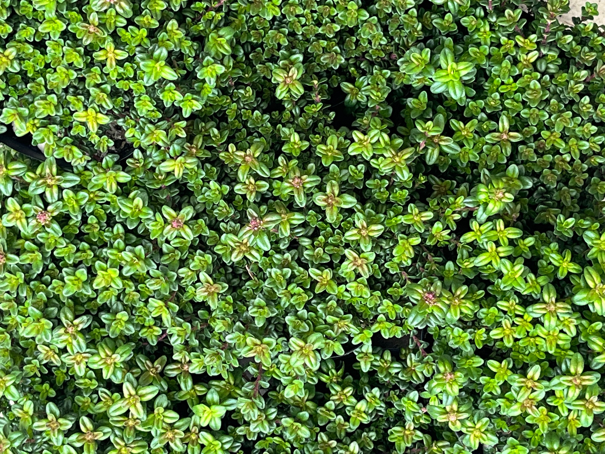 沼田らぼ便り　３月