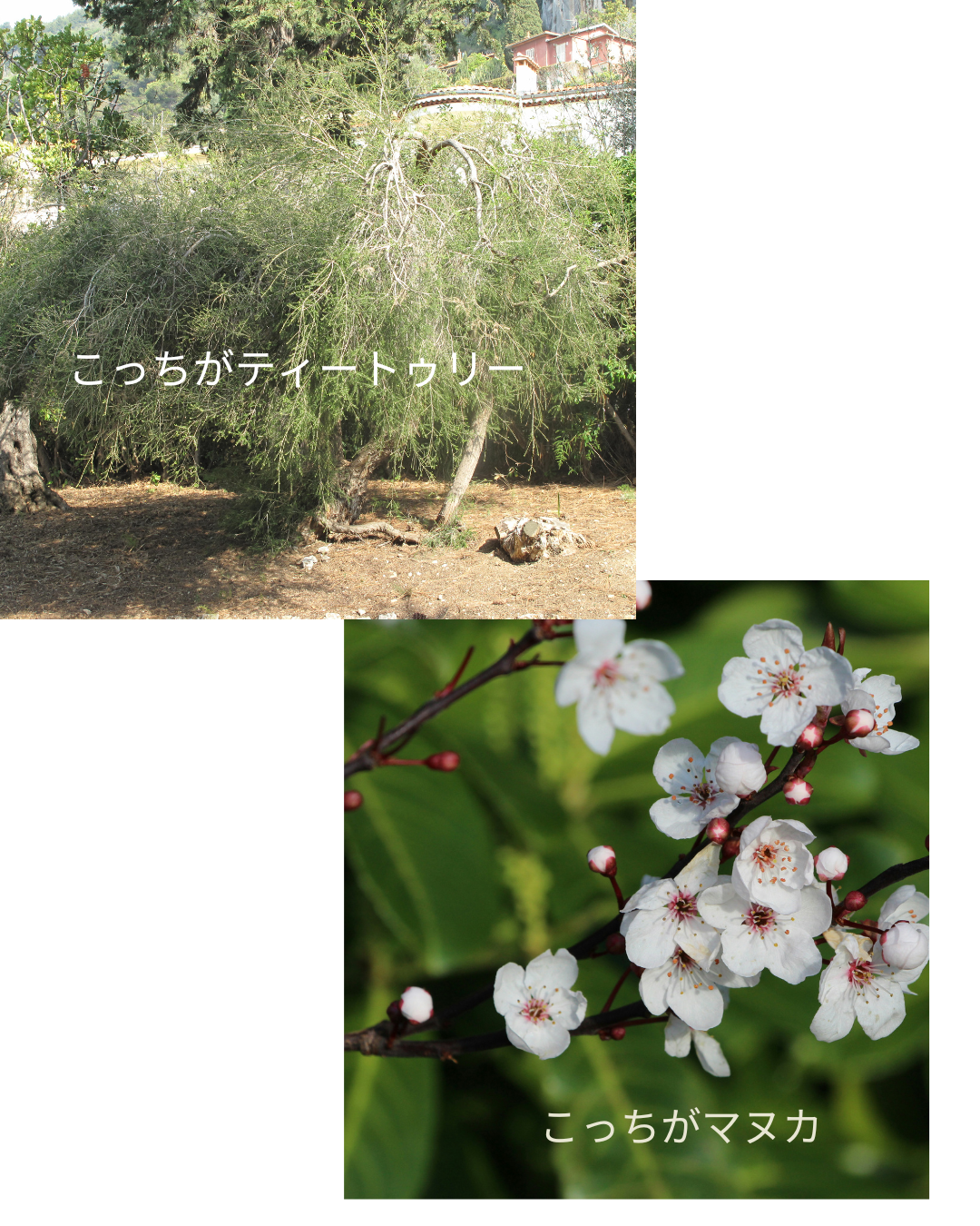 オーストラリア産マヌカの正体とは？──“ティーツリー”との意外な関係