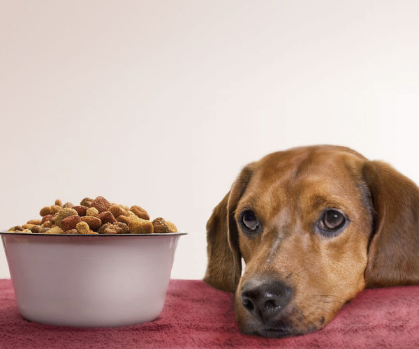 キブルが犬にとって良くない理由